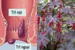 Cách chữa bệnh trĩ bằng cây thầu dầu tía