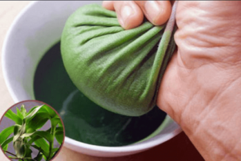 Trị bệnh trĩ bằng cây lược vàng